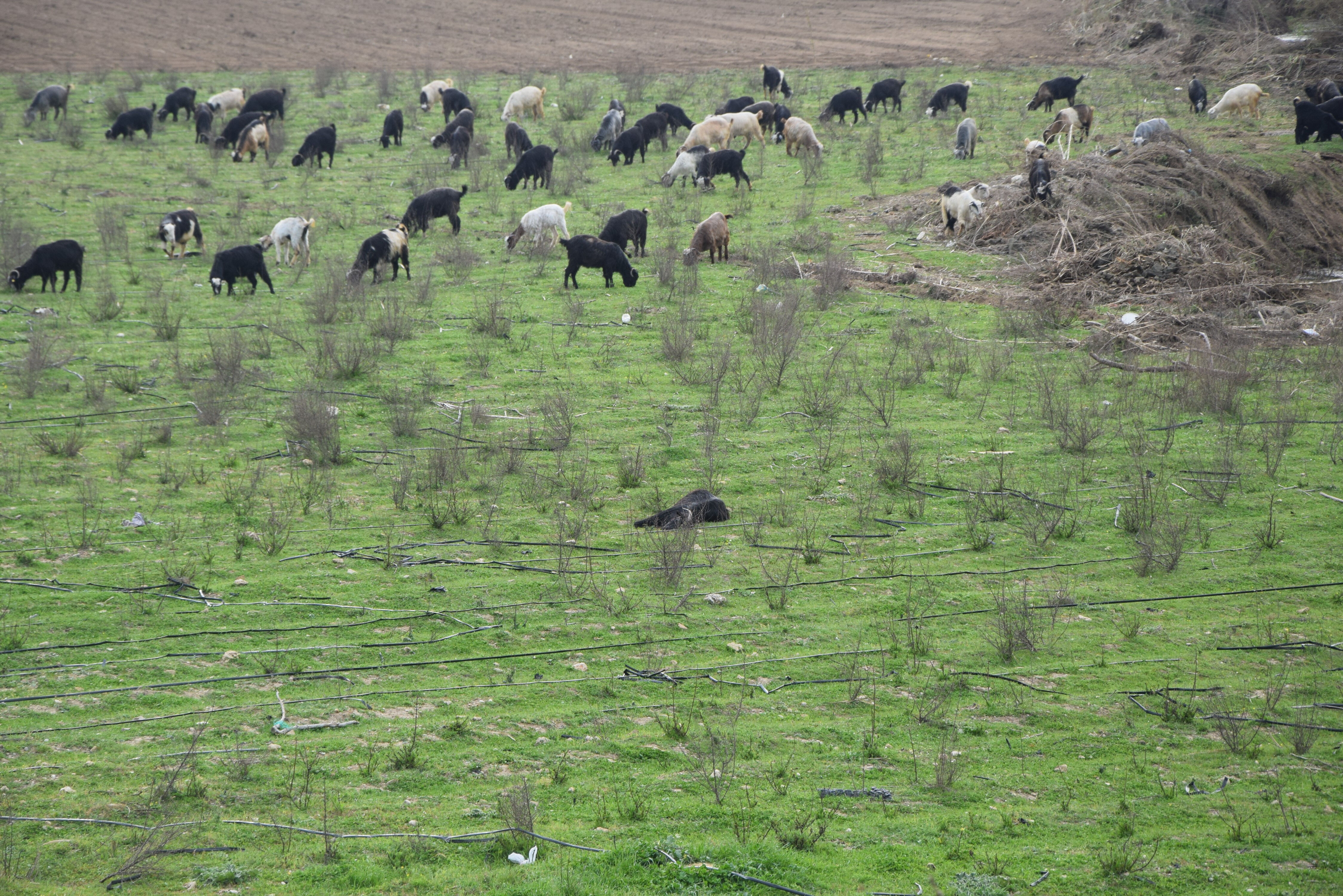 Merada korkunç silahlı saldırı: Çobanı hedef alıp keçileri telef ettiler - 1. Resim