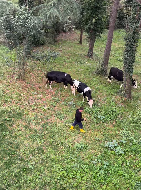 Demet Akalın bu kez ineklere konser verdi! Paylaşımıyla sosyal medyayı salladı - 2. Resim