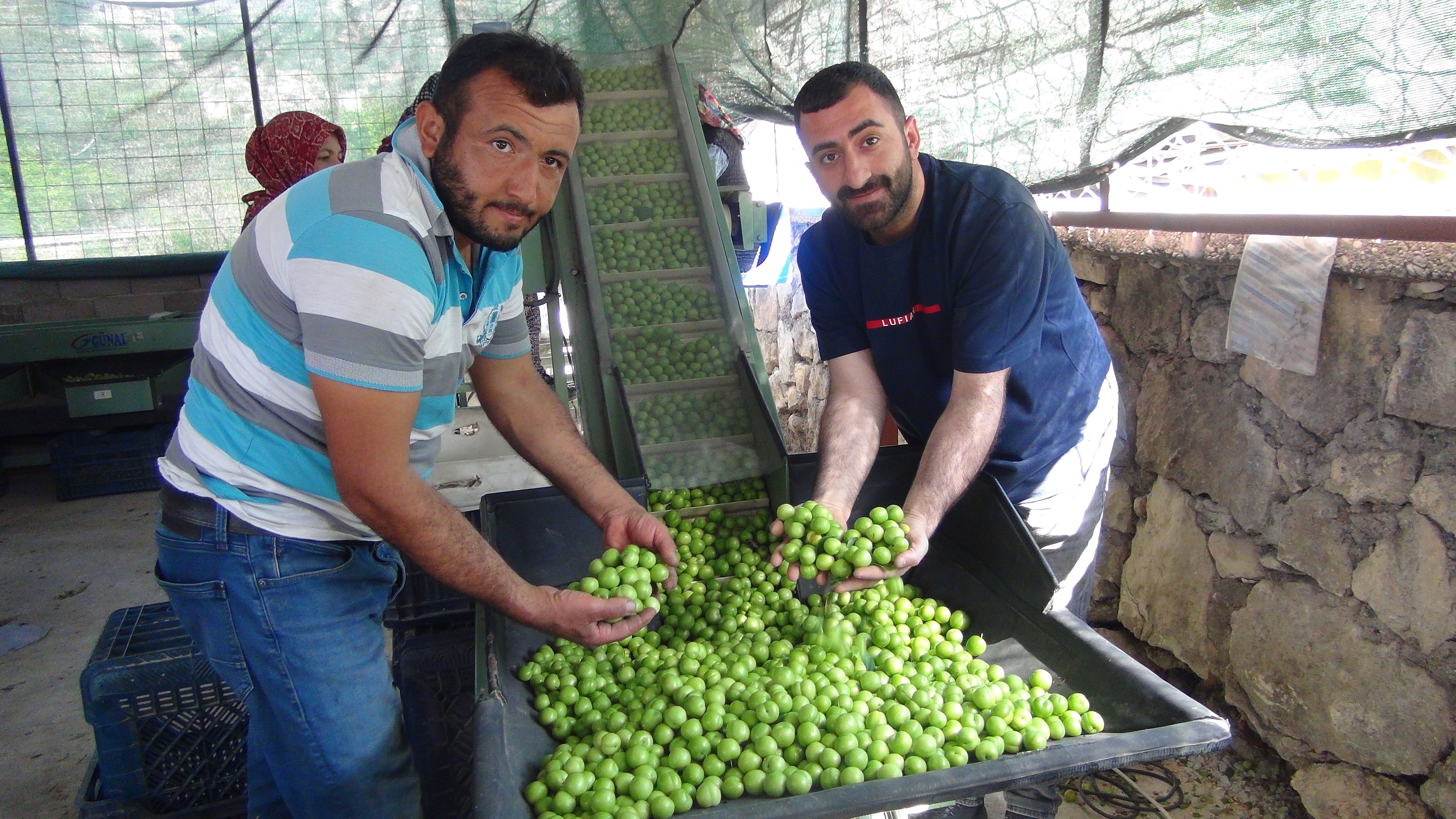 Hasada 8 bin TL'den başlamıştı, fiyatı 400 TL'ye kadar düştü! Orta Doğu ve Avrupa'ya ihraç ediliyor - 2. Resim