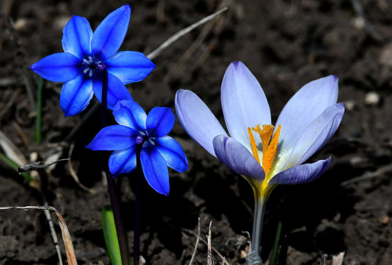 Baharın müjdecisinin görenler hayran oldu! Mor kardelen ve çiğdem çiçekleri açtı - 1. Resim