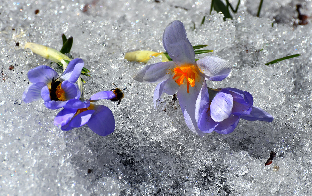 Baharın müjdecisinin görenler hayran oldu! Mor kardelen ve çiğdem çiçekleri açtı - 3. Resim