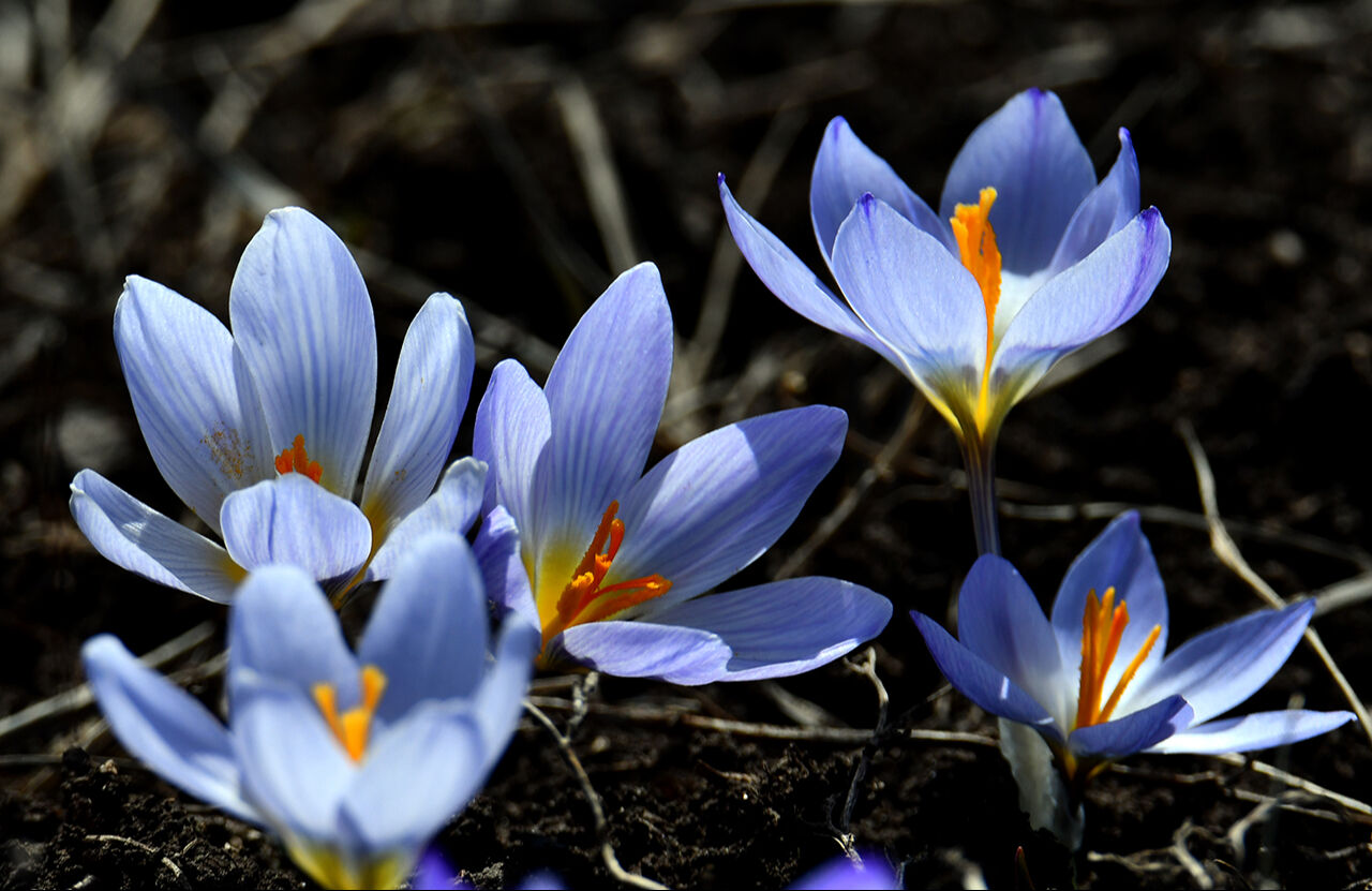 Baharın müjdecisinin görenler hayran oldu! Mor kardelen ve çiğdem çiçekleri açtı - 4. Resim