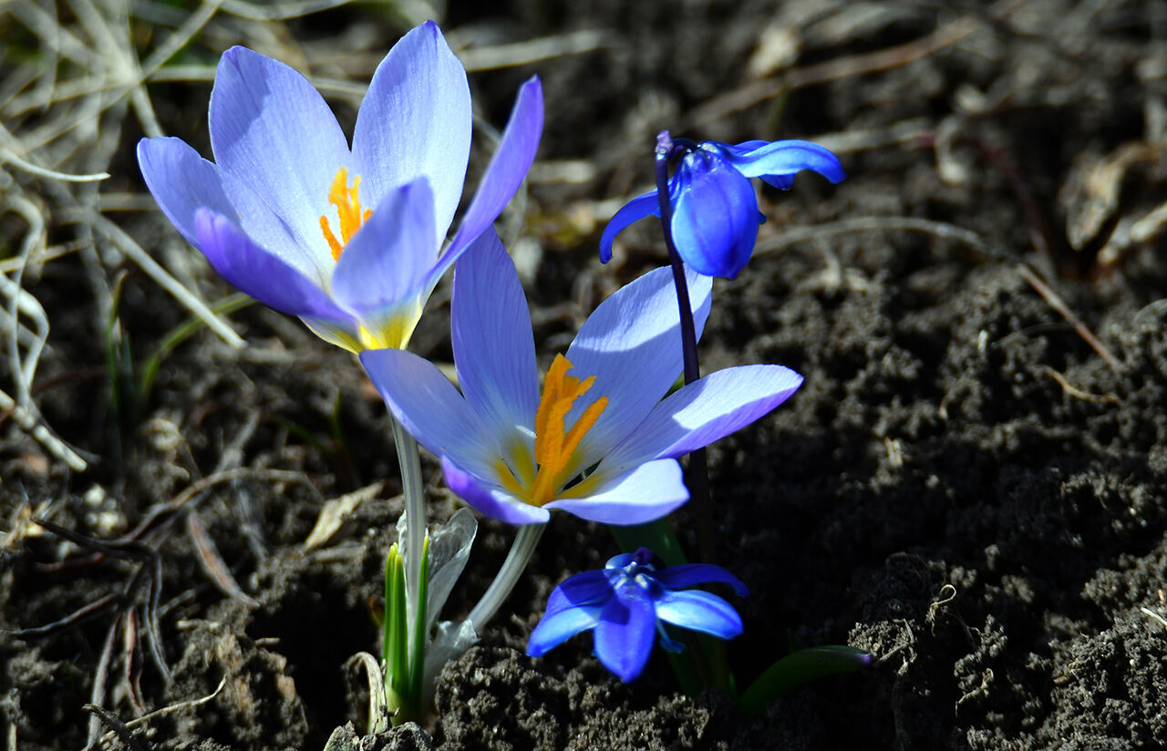 Baharın müjdecisinin görenler hayran oldu! Mor kardelen ve çiğdem çiçekleri açtı - 5. Resim
