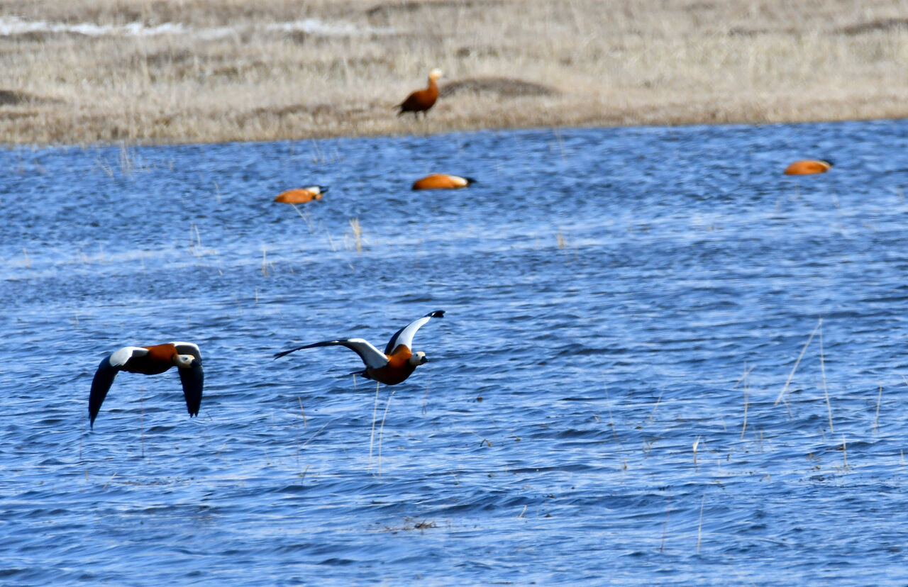Baharın müjdecisinin görenler hayran oldu! Mor kardelen ve çiğdem çiçekleri açtı - 8. Resim
