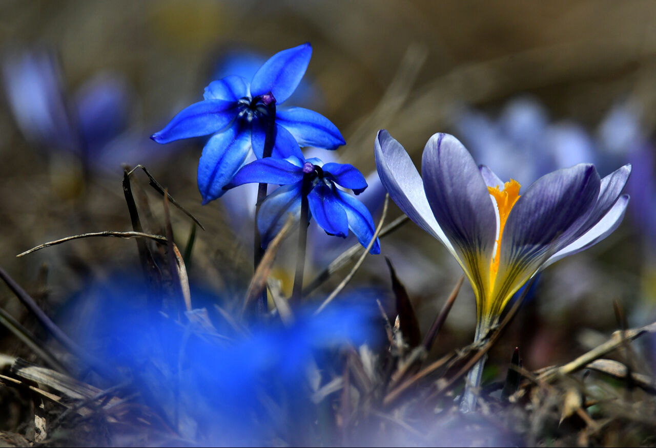 Baharın müjdecisinin görenler hayran oldu! Mor kardelen ve çiğdem çiçekleri açtı - 6. Resim