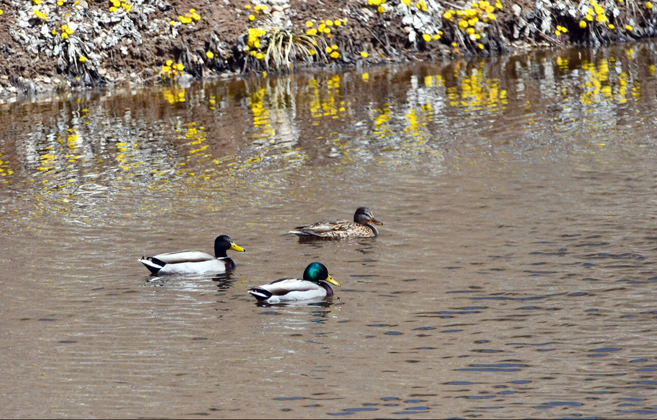 Baharın müjdecisinin görenler hayran oldu! Mor kardelen ve çiğdem çiçekleri açtı - 9. Resim