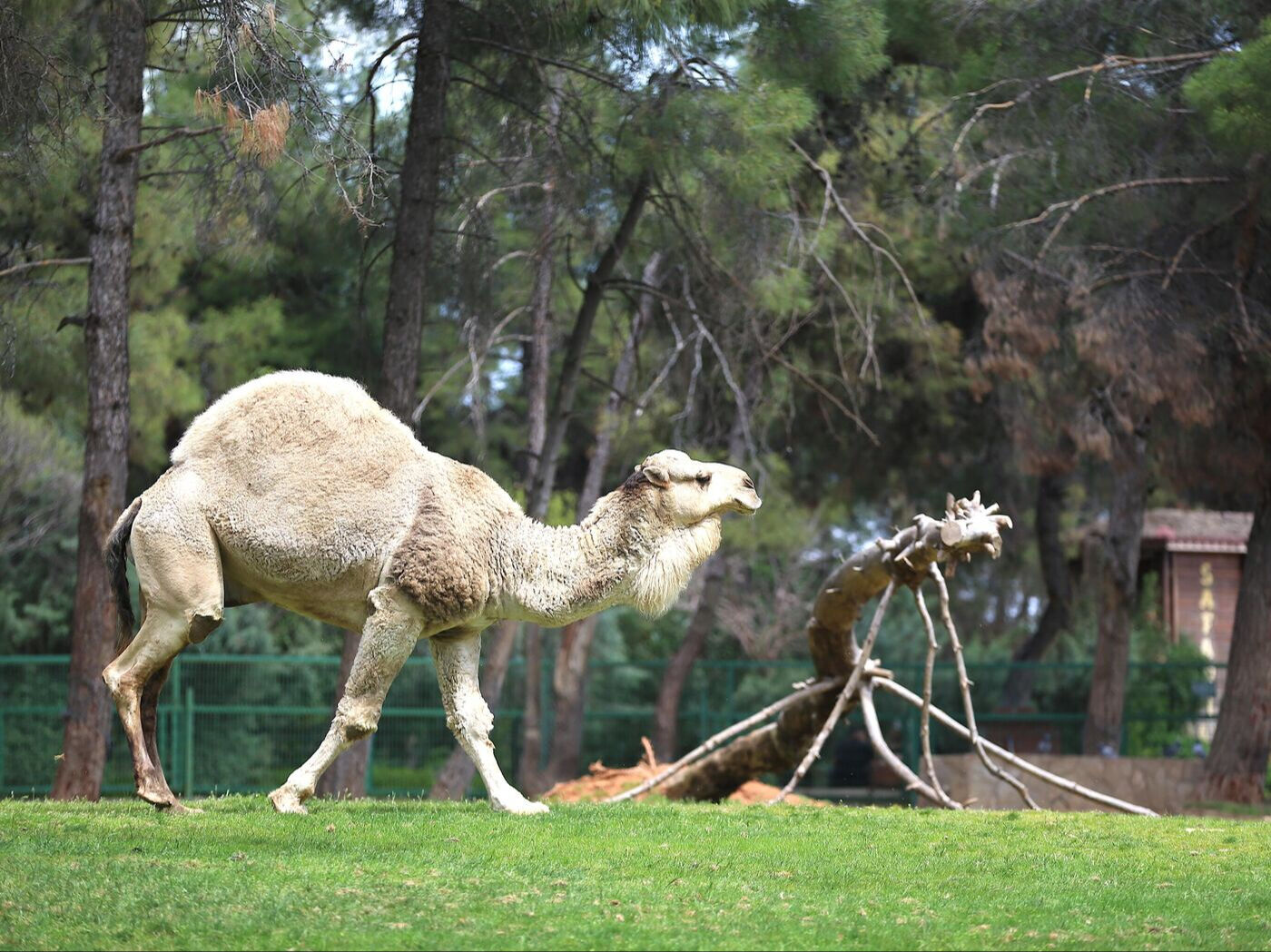 Gaziantep Hayvanat Bahçesi bayramda açık mı 2025? Gaziantep Hayvanat Bahçesi'ne nasıl gidilir? Gaziantep Hayvanat Bahçesi bayramda açık mı 2025? Gaziantep Hayvanat Bahçesi'ne nasıl gidilir? - 3. Resim