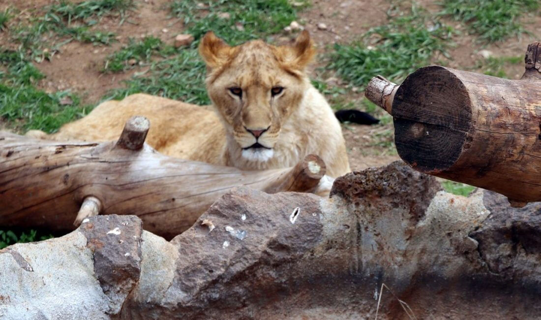Gaziantep Hayvanat Bahçesi bayramda açık mı 2025? Gaziantep Hayvanat Bahçesi'ne nasıl gidilir? Gaziantep Hayvanat Bahçesi bayramda açık mı 2025? Gaziantep Hayvanat Bahçesi'ne nasıl gidilir? - 1. Resim