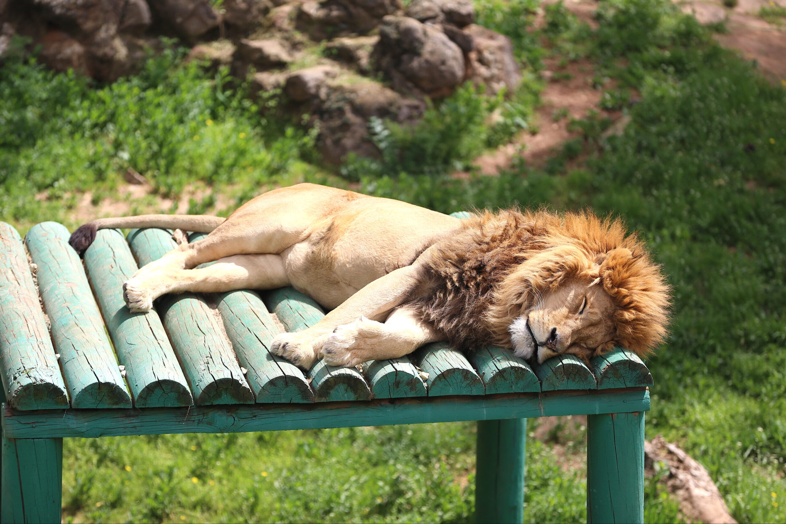 Gaziantep Hayvanat Bahçesi bayramda açık mı 2025? Gaziantep Hayvanat Bahçesi'ne nasıl gidilir? Gaziantep Hayvanat Bahçesi bayramda açık mı 2025? Gaziantep Hayvanat Bahçesi'ne nasıl gidilir? - 4. Resim