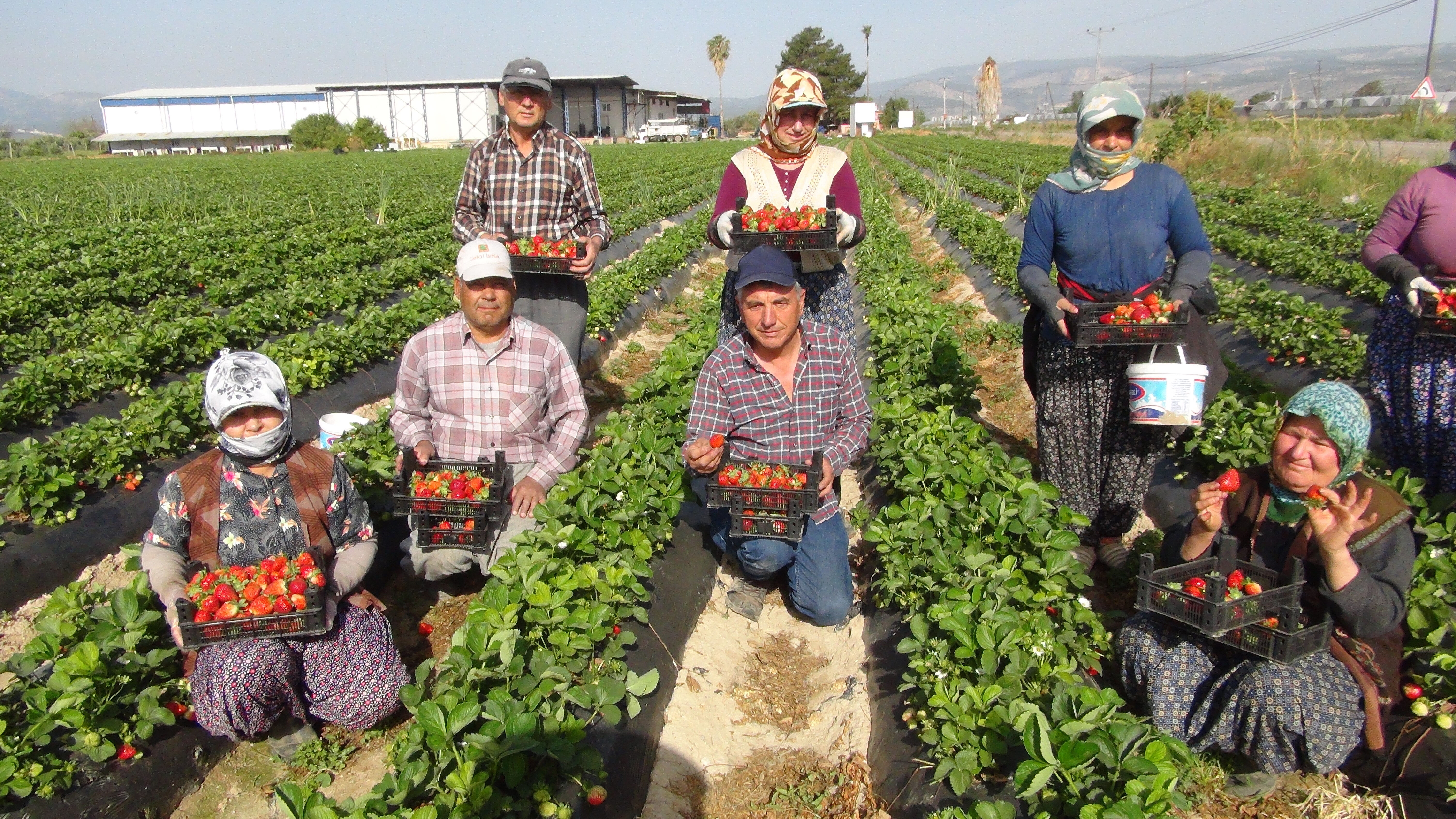 Hasat başladı! Yurt içine 90, yurt dışına 110 liradan satılıyor Hasat başladı! Yurt içine 90, yurt dışına 110 liradan satılıyor - 1. Resim