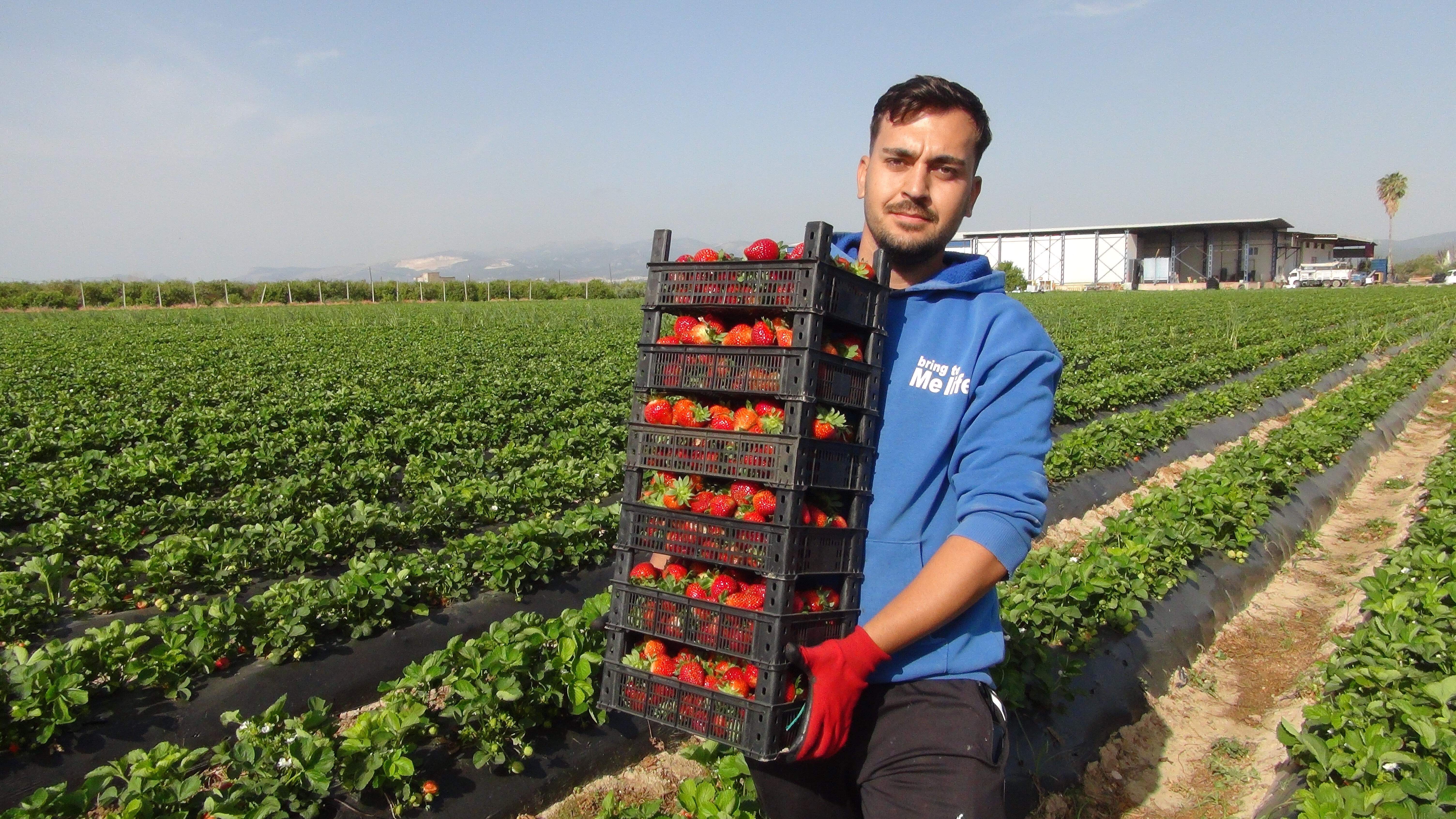 Hasat başladı! Yurt içine 90, yurt dışına 110 liradan satılıyor Hasat başladı! Yurt içine 90, yurt dışına 110 liradan satılıyor - 3. Resim