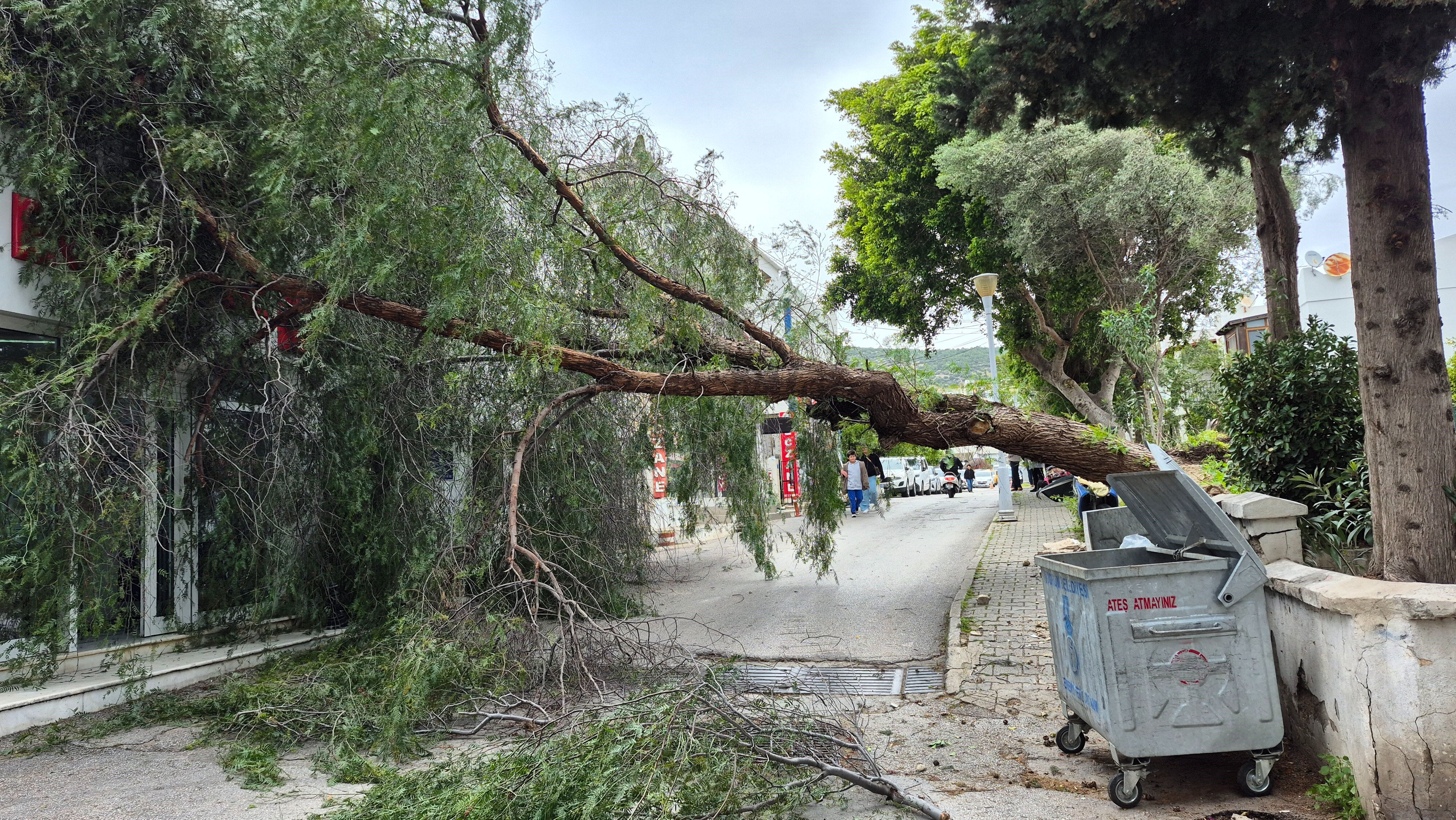 Muğla kıyılarını sert vurdu! Fırtına ağaçları devrildi, tekneyi batırdı - 1. Resim