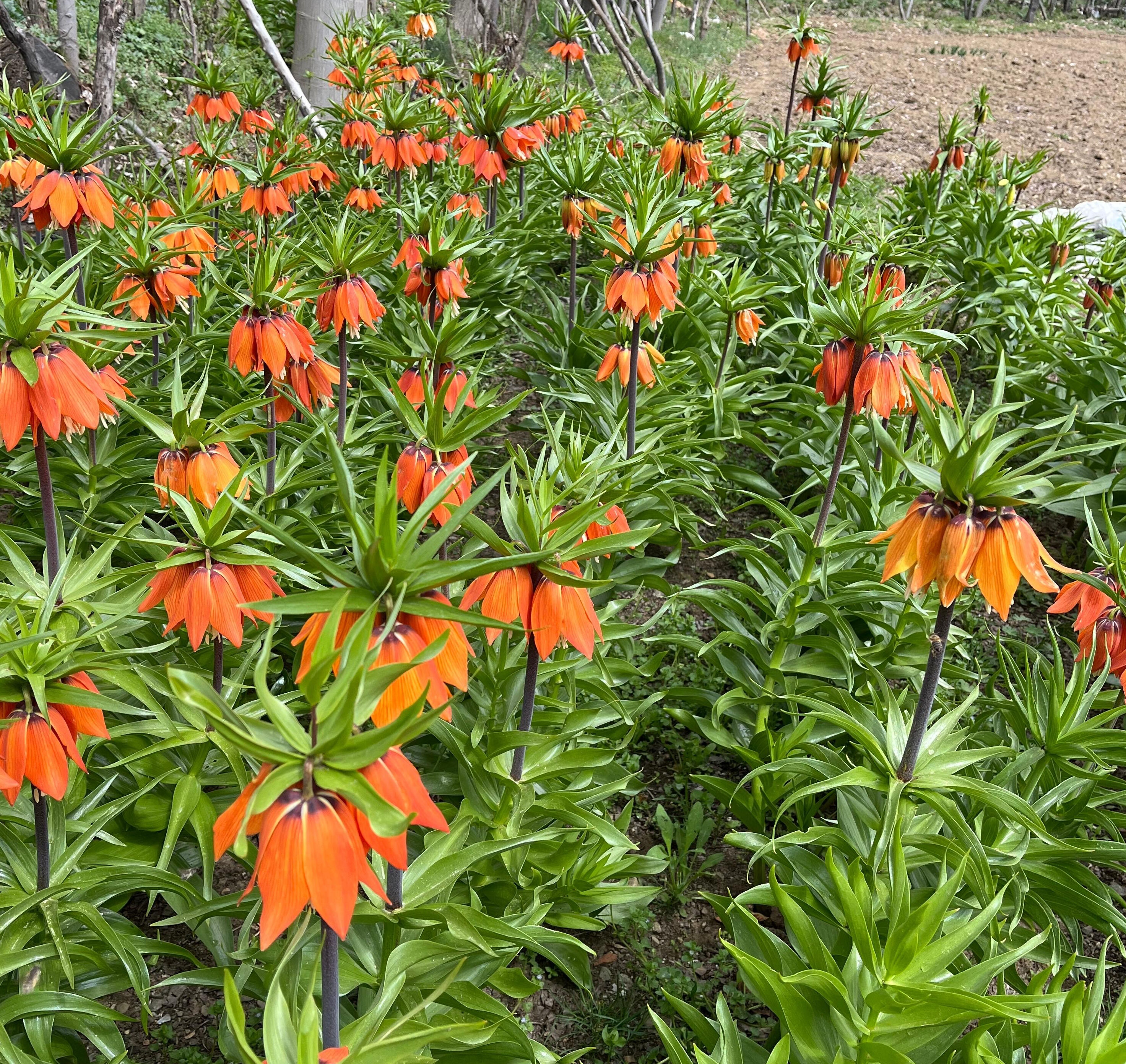 Bu çiçeği koparmanın cezası dudak uçuklatıyor! Öyle bir özelliği var ki... - 2. Resim