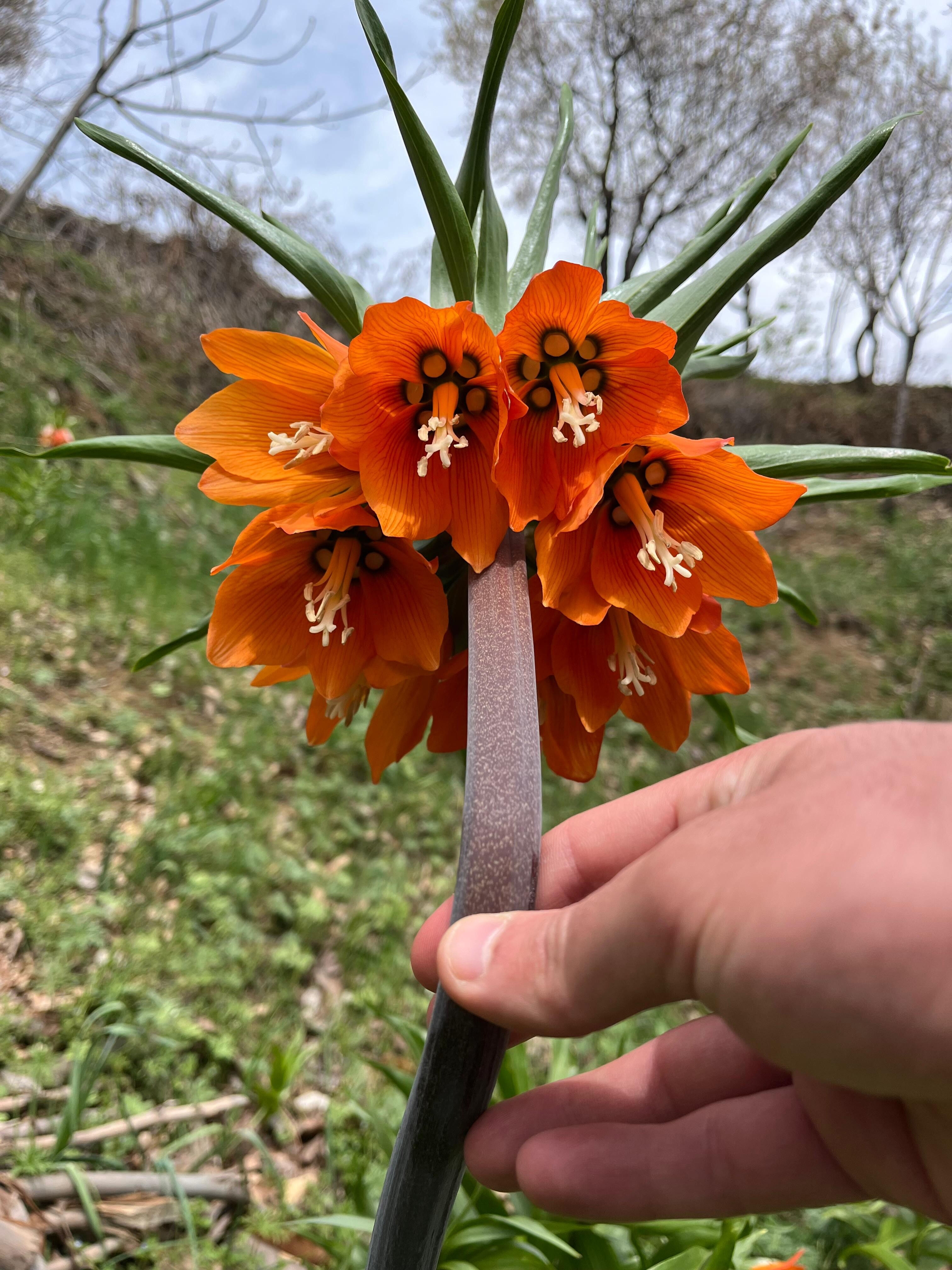 Bu çiçeği koparmanın cezası dudak uçuklatıyor! Öyle bir özelliği var ki... - 3. Resim