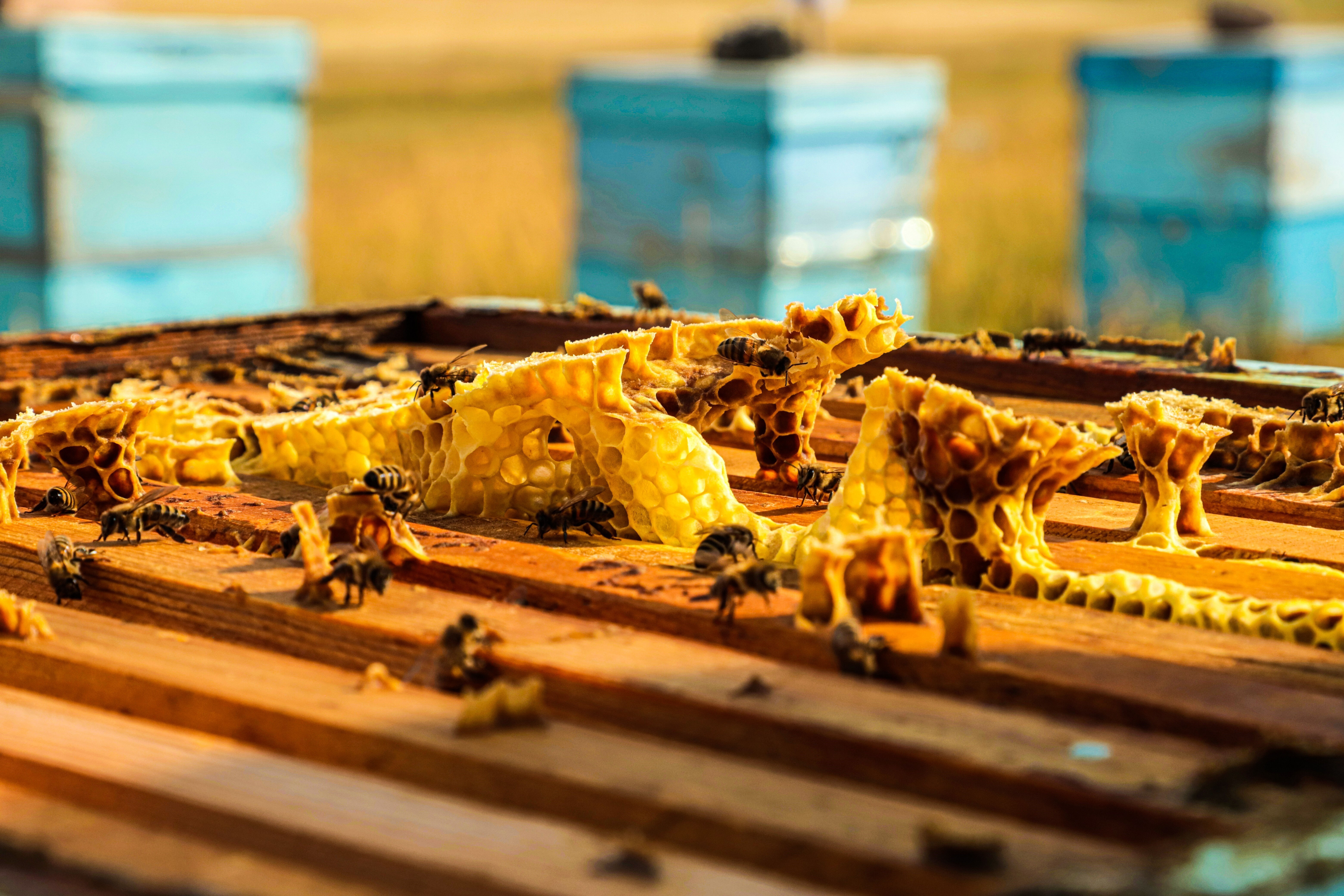 Bahar mesaisi başladı! Kıştan çıkan bal arıları en sevdikleri çiçeklerle buluştu Bahar mesaisi başladı! Kıştan çıkan bal arıları en sevdikleri çiçeklerle buluştu - 3. Resim