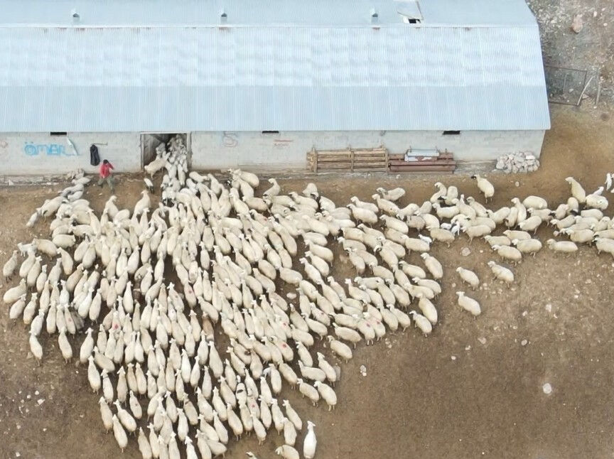 Mest eden görüntü! Kuzuların koyunlarla buluşması görenleri hayran bırakıyor - 2. Resim