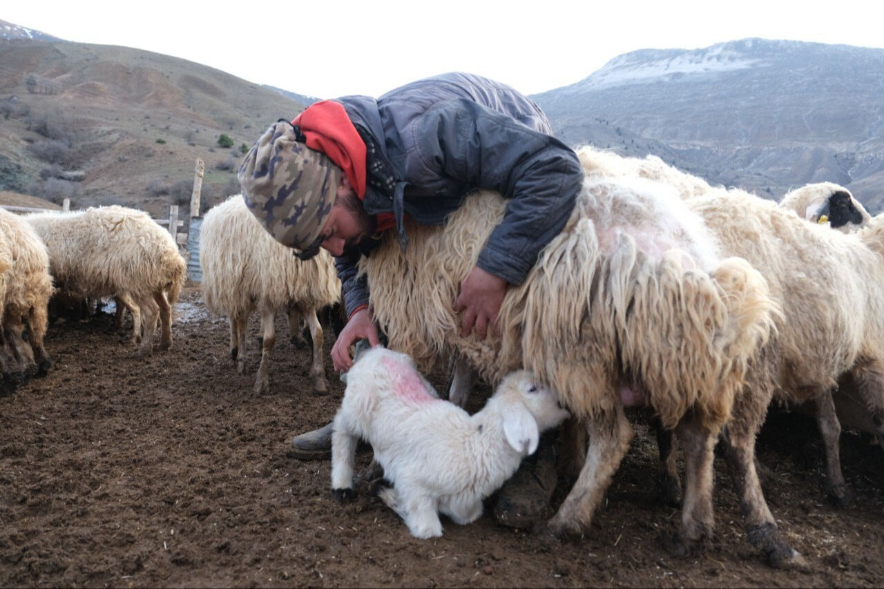 Mest eden görüntü! Kuzuların koyunlarla buluşması görenleri hayran bırakıyor - 1. Resim
