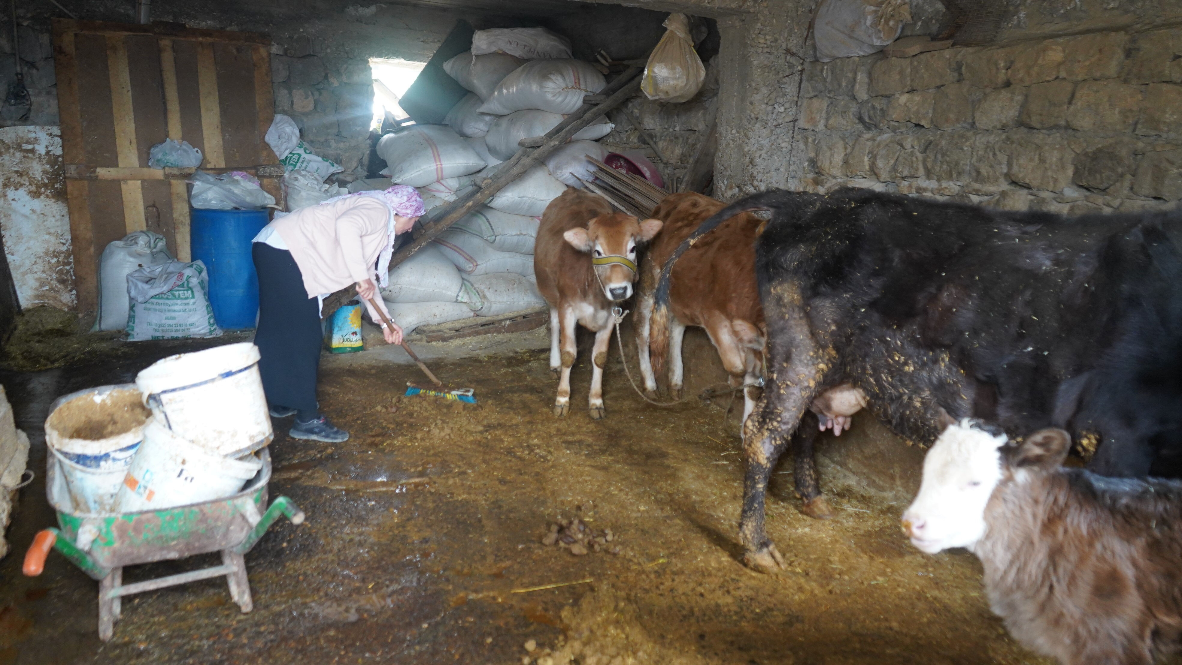 Şırnaklı çiftin hayatı gazete ekiyle değişti! Yatırımlarını altına, arabaya değil bakın neye yatırdılar! Şırnak'lı çiftin hayatı gazete ekiyle değişti! Yatırımlarını altına, arabaya değil bakın neye yatırdılar! - 6. Resim