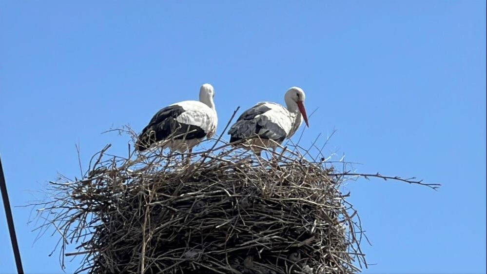 Kars'ta 70 yıldır aynı görüntü! Köye ilk gelen kapıyor Kars'ta 70 yıldır aynı görüntü! Köye ilk gelen kapıyor - 1. Resim