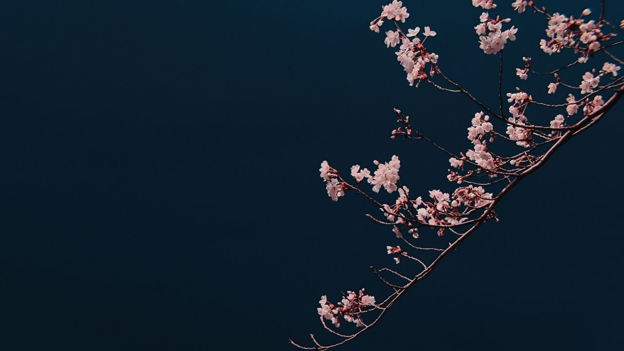 Sakura zamanı ne zaman, hangi aylar? Sakura çiçeği anlamı - 3. Resim