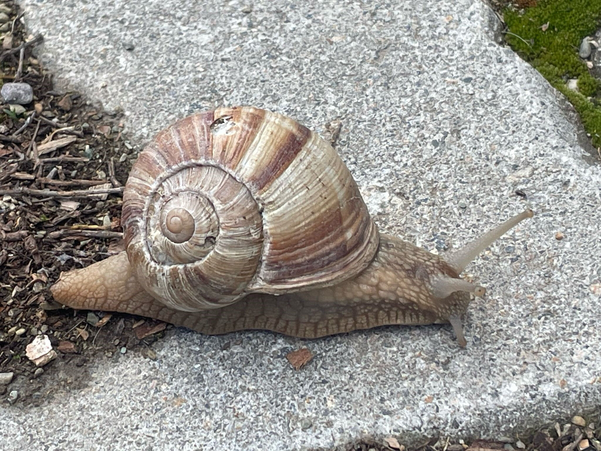 Vatandaşın gelir kapısı oldu! Kilosu 35 lira, günlük 2 bin lira kazanan var - 1. Resim