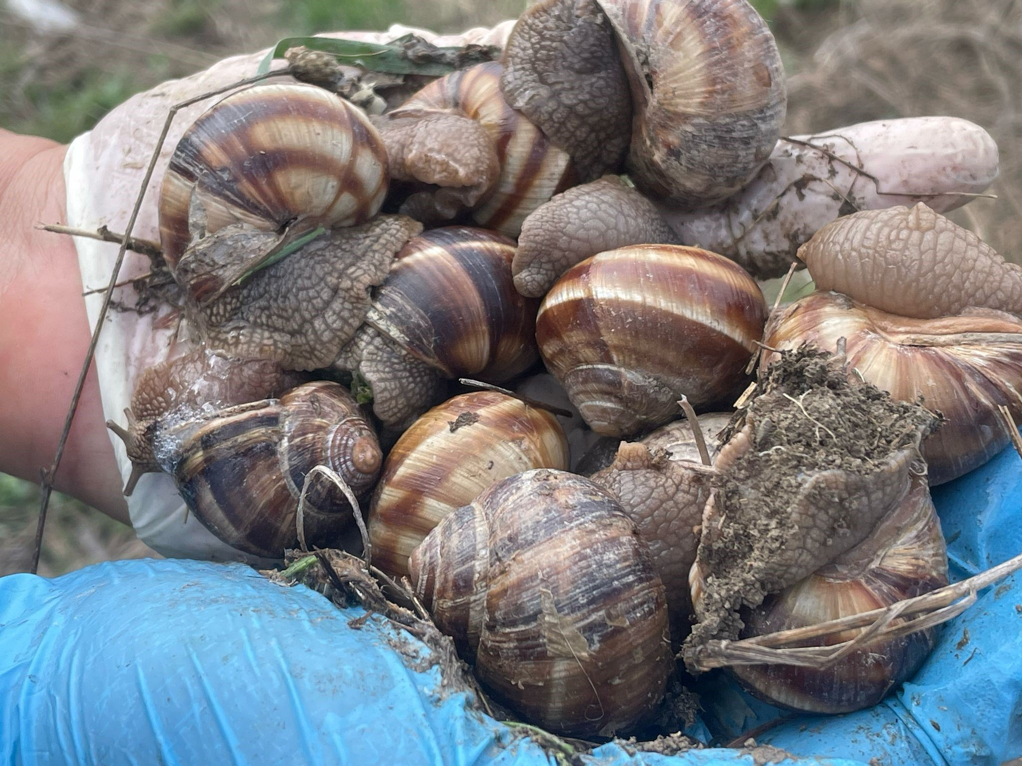 Vatandaşın gelir kapısı oldu! Kilosu 35 lira, günlük 2 bin lira kazanan var - 2. Resim