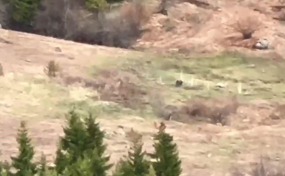 Artvin'de bir grup genç ayıyı çaya davet etti! Ortaya ilginç anlar çıktı: Bakan bir daha baktı - 2. Resim