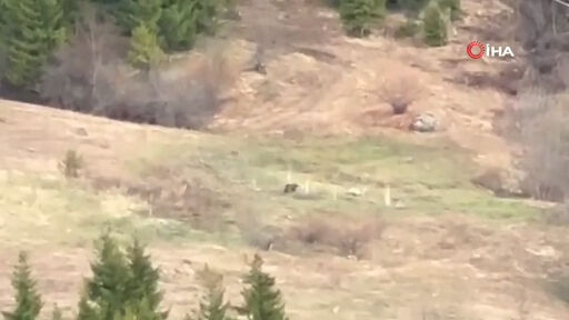 Artvin'de bir grup genç ayıyı çaya davet etti! Ortaya ilginç anlar çıktı: Bakan bir daha baktı - 1. Resim