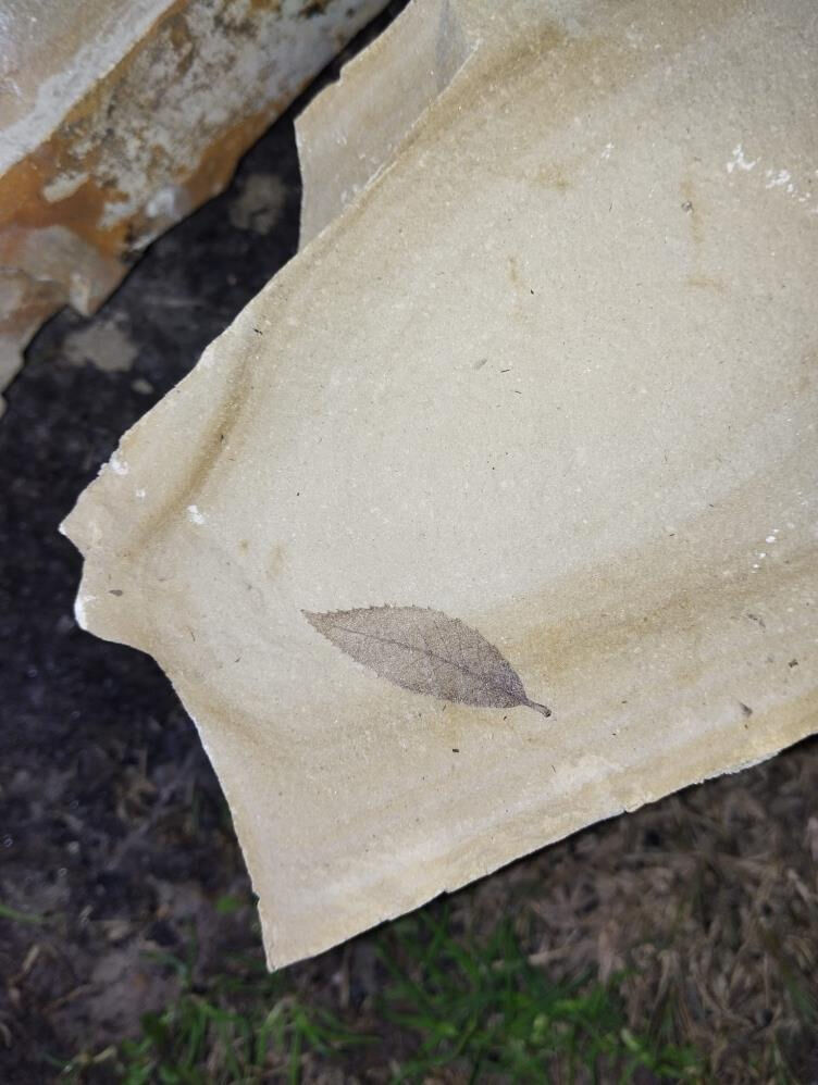 Aydın'da tesadüfen bulundu! 15 milyon yıl öncesine ait - 1. Resim