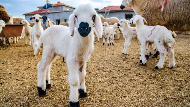 Hayvancılık sektörüne büyük destek! Tarih verildi: Başvurular geç kalmadan yapılsın - 3. Resim