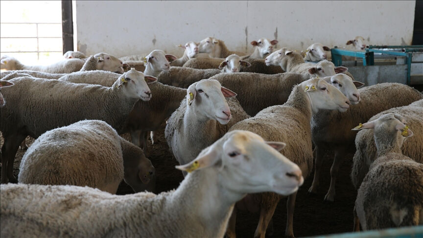 Hayvancılık sektörüne büyük destek! Tarih verildi: Başvurular geç kalmadan yapılsın - 1. Resim