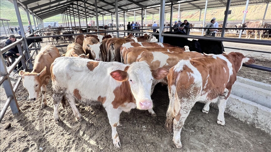 Hayvancılık sektörüne büyük destek! Tarih verildi: Başvurular geç kalmadan yapılsın - 2. Resim