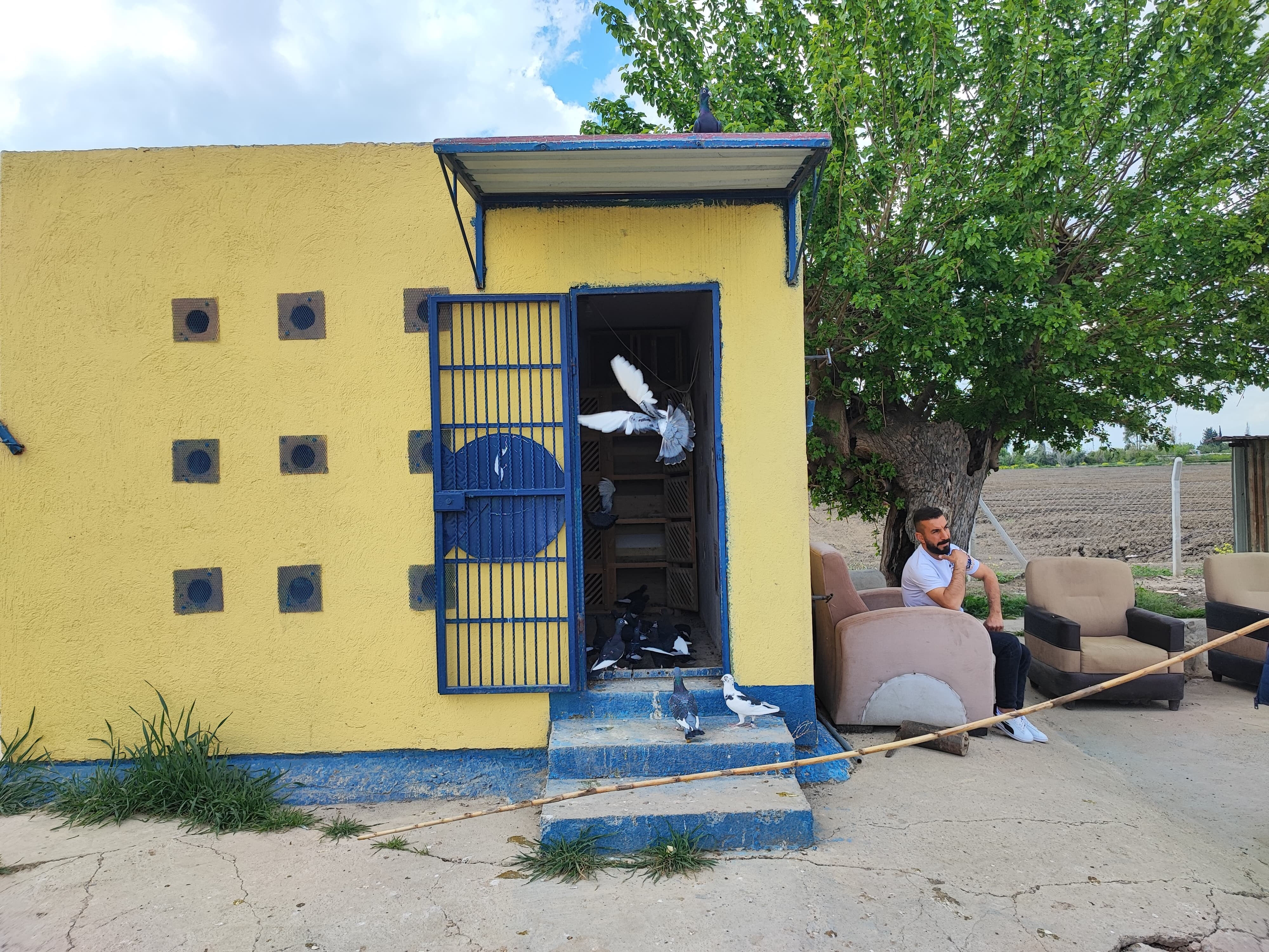 Bu iki güvercini bulana 20 bin lira ödül! Ayağındaki detaydan tanınacak - 1. Resim