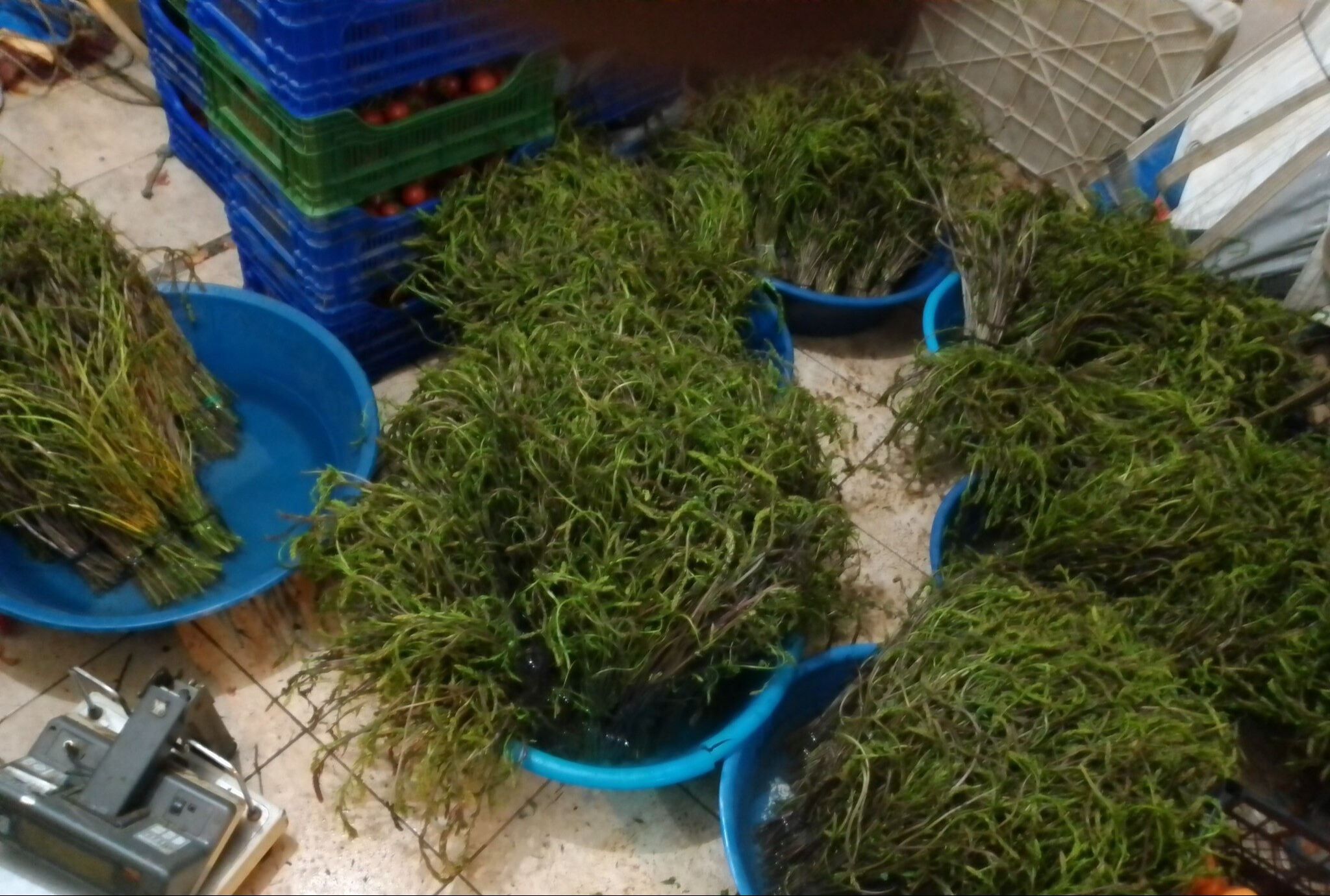 Emek dışında hiçbir maliyeti yok! Bedavaya toplayıp bir bağını 100 liraya satıyorlar Emek dışında hiçbir maliyeti yok! Bedavaya toplayıp bir bağını 100 liraya satıyorlar - 1. Resim