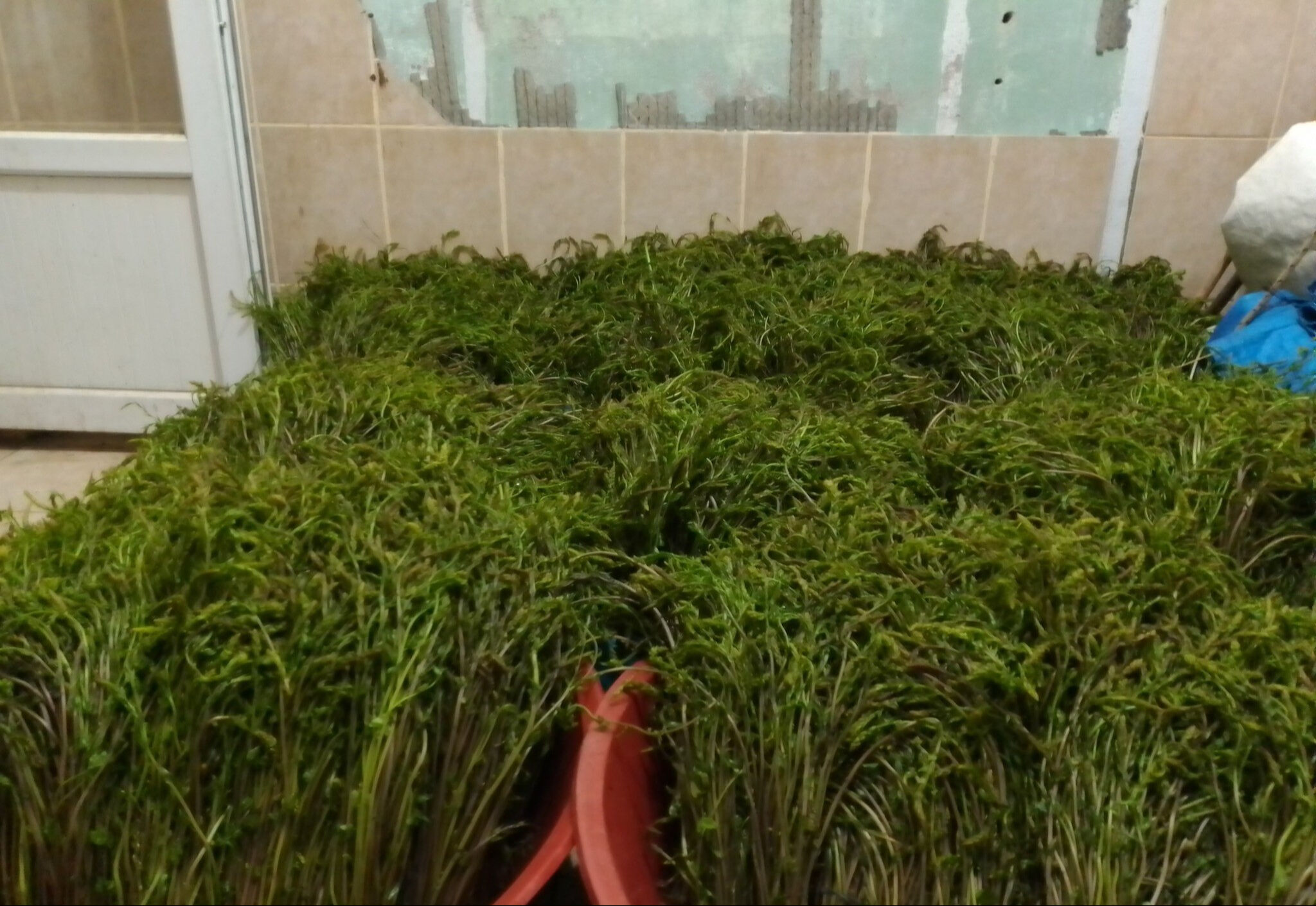 Emek dışında hiçbir maliyeti yok! Bedavaya toplayıp bir bağını 100 liraya satıyorlar Emek dışında hiçbir maliyeti yok! Bedavaya toplayıp bir bağını 100 liraya satıyorlar - 2. Resim