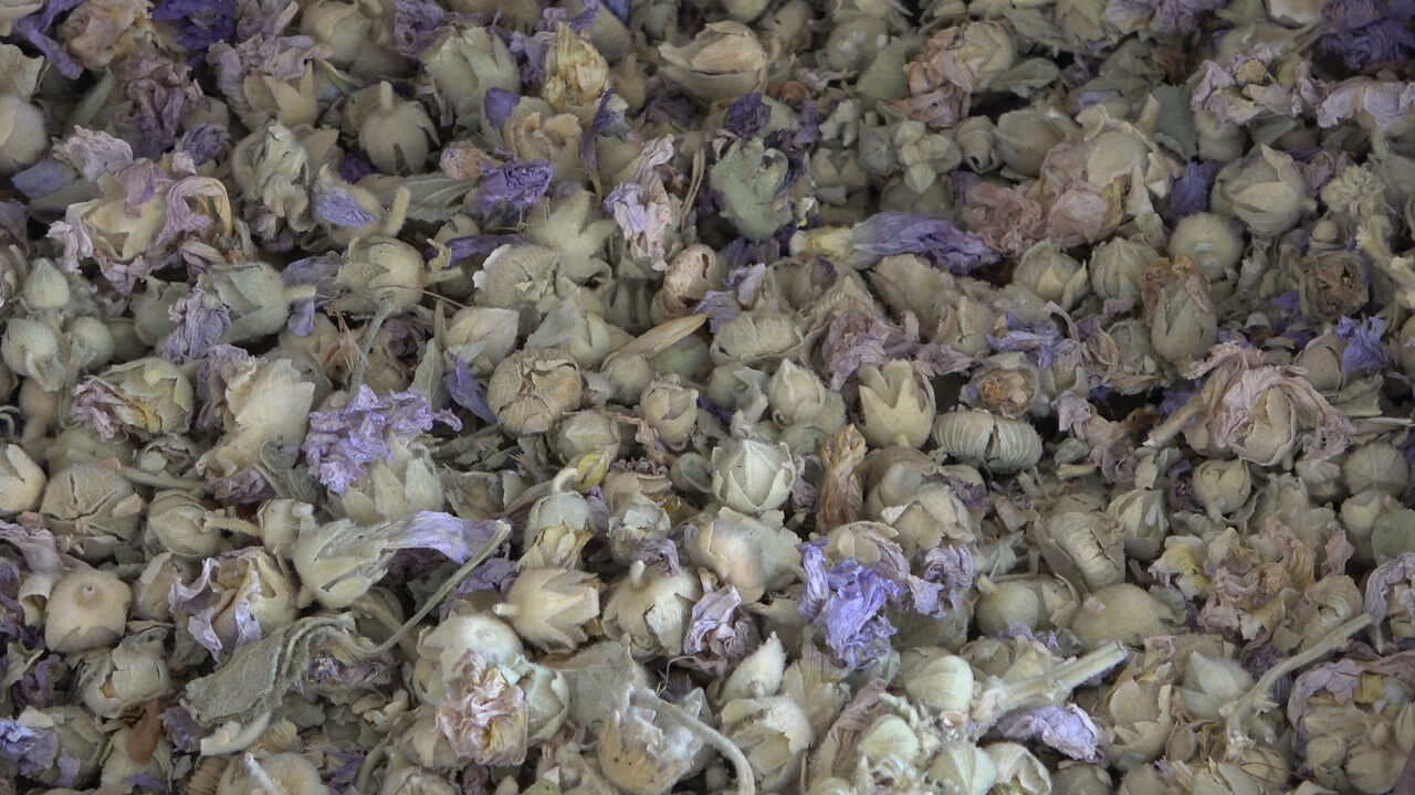 Memleketine dönüp çocukluk hayali olan işi kurdu! Şimdi paraya para demiyor Memleketine dönüp çocukluk hayali olan işi kurdu! Şimdi paraya para demiyor - 6. Resim