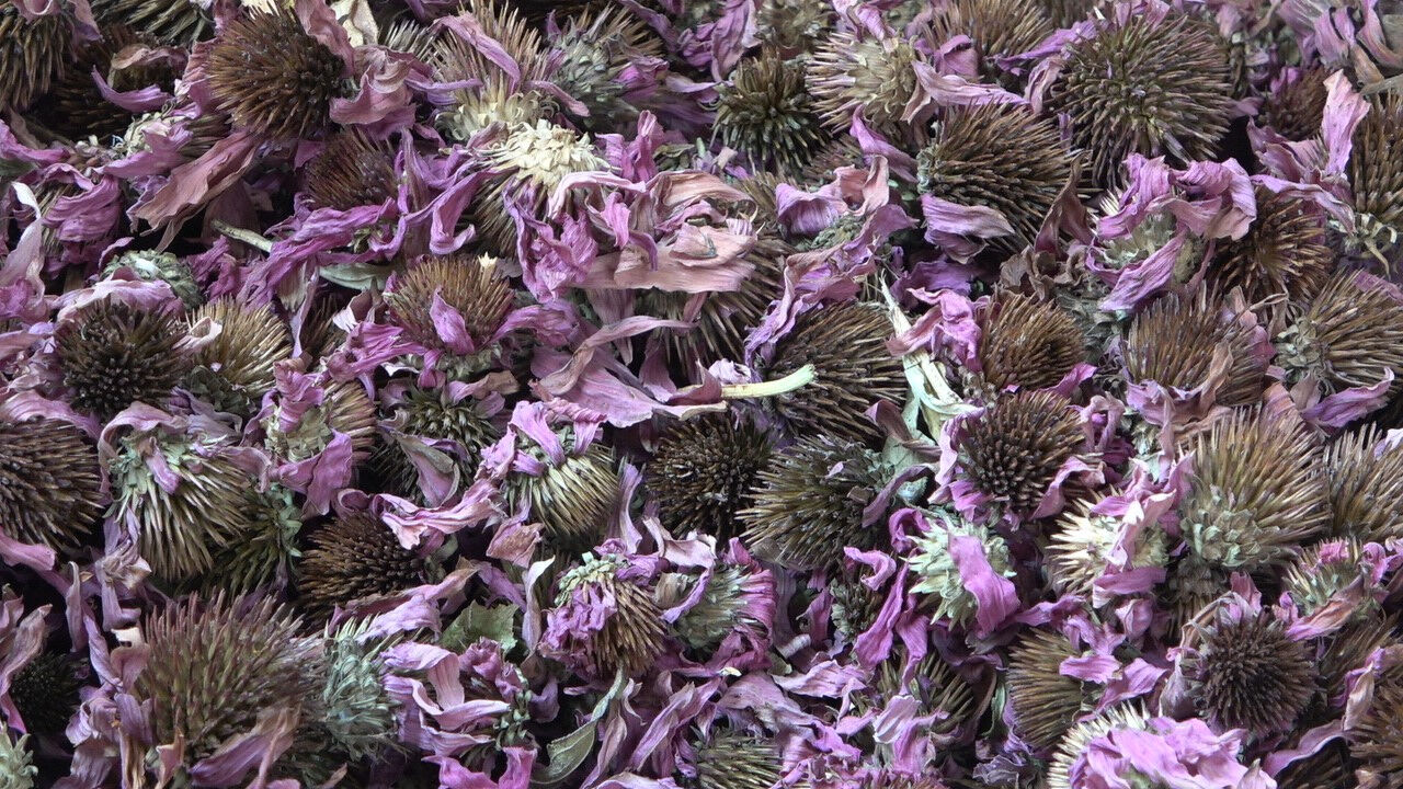 Memleketine dönüp çocukluk hayali olan işi kurdu! Şimdi paraya para demiyor Memleketine dönüp çocukluk hayali olan işi kurdu! Şimdi paraya para demiyor - 7. Resim