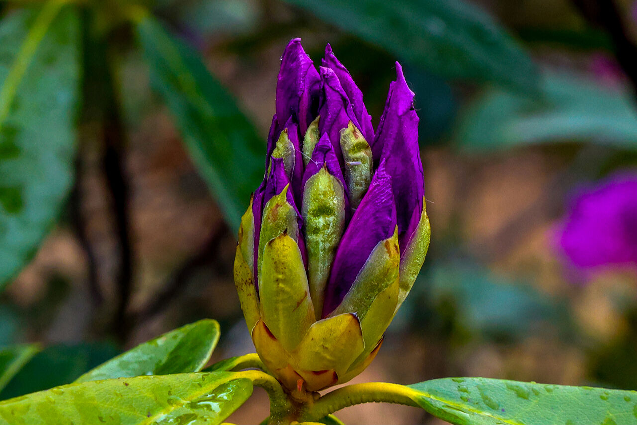 Mor çiçeklerin dağı hayran bıraktı! El değmemiş güzellikleriyle Sakarya Çam Dağı ilkbahar renklerine büründü Mor çiçeklerin dağı hayran bıraktı! El değmemiş güzellikleriyle Sakarya Çam Dağı ilkbahar renklerine büründü - 1. Resim
