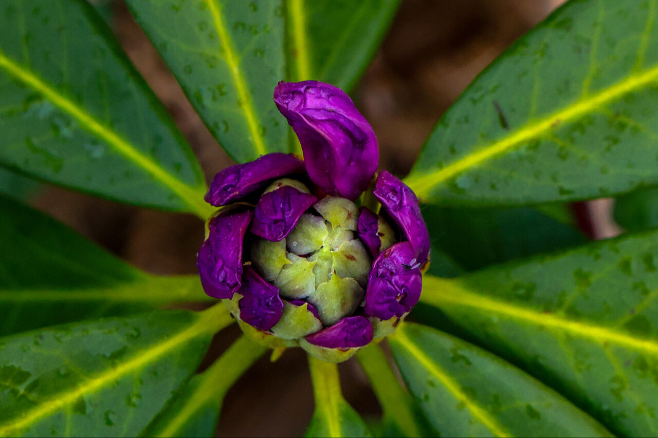 Mor çiçeklerin dağı hayran bıraktı! El değmemiş güzellikleriyle Sakarya Çam Dağı ilkbahar renklerine büründü Mor çiçeklerin dağı hayran bıraktı! El değmemiş güzellikleriyle Sakarya Çam Dağı ilkbahar renklerine büründü - 4. Resim