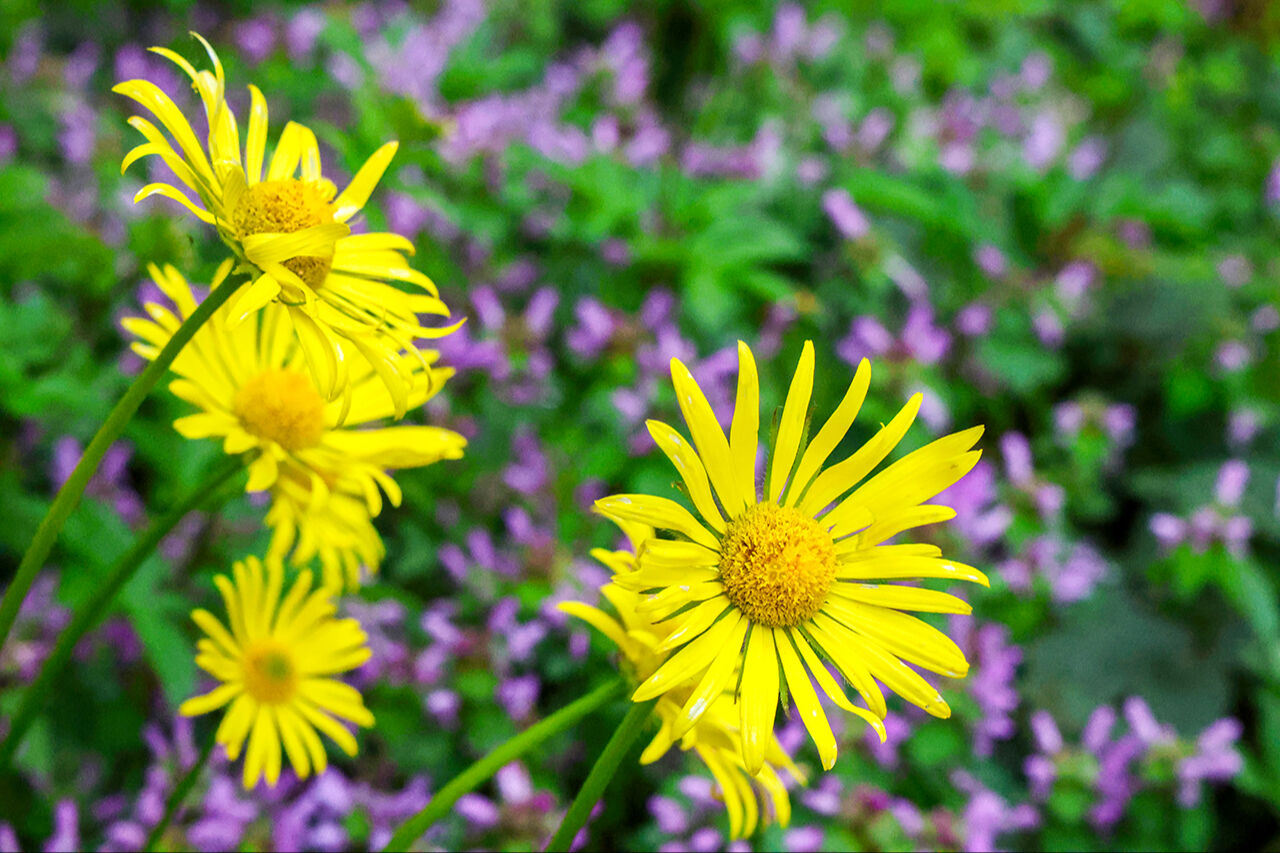 Mor çiçeklerin dağı hayran bıraktı! El değmemiş güzellikleriyle Sakarya Çam Dağı ilkbahar renklerine büründü Mor çiçeklerin dağı hayran bıraktı! El değmemiş güzellikleriyle Sakarya Çam Dağı ilkbahar renklerine büründü - 5. Resim