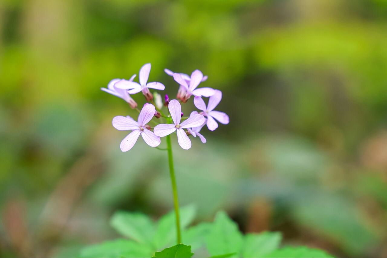Mor çiçeklerin dağı hayran bıraktı! El değmemiş güzellikleriyle Sakarya Çam Dağı ilkbahar renklerine büründü Mor çiçeklerin dağı hayran bıraktı! El değmemiş güzellikleriyle Sakarya Çam Dağı ilkbahar renklerine büründü - 8. Resim