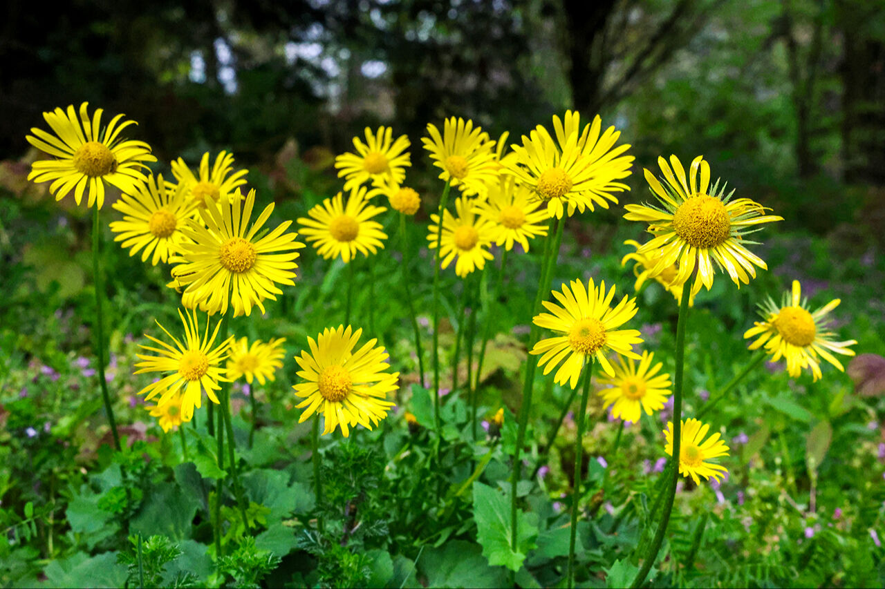 Mor çiçeklerin dağı hayran bıraktı! El değmemiş güzellikleriyle Sakarya Çam Dağı ilkbahar renklerine büründü Mor çiçeklerin dağı hayran bıraktı! El değmemiş güzellikleriyle Sakarya Çam Dağı ilkbahar renklerine büründü - 6. Resim