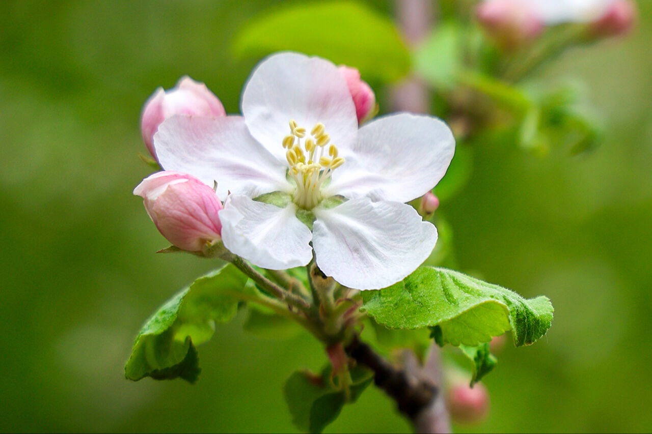 Mor çiçeklerin dağı hayran bıraktı! El değmemiş güzellikleriyle Sakarya Çam Dağı ilkbahar renklerine büründü Mor çiçeklerin dağı hayran bıraktı! El değmemiş güzellikleriyle Sakarya Çam Dağı ilkbahar renklerine büründü - 9. Resim