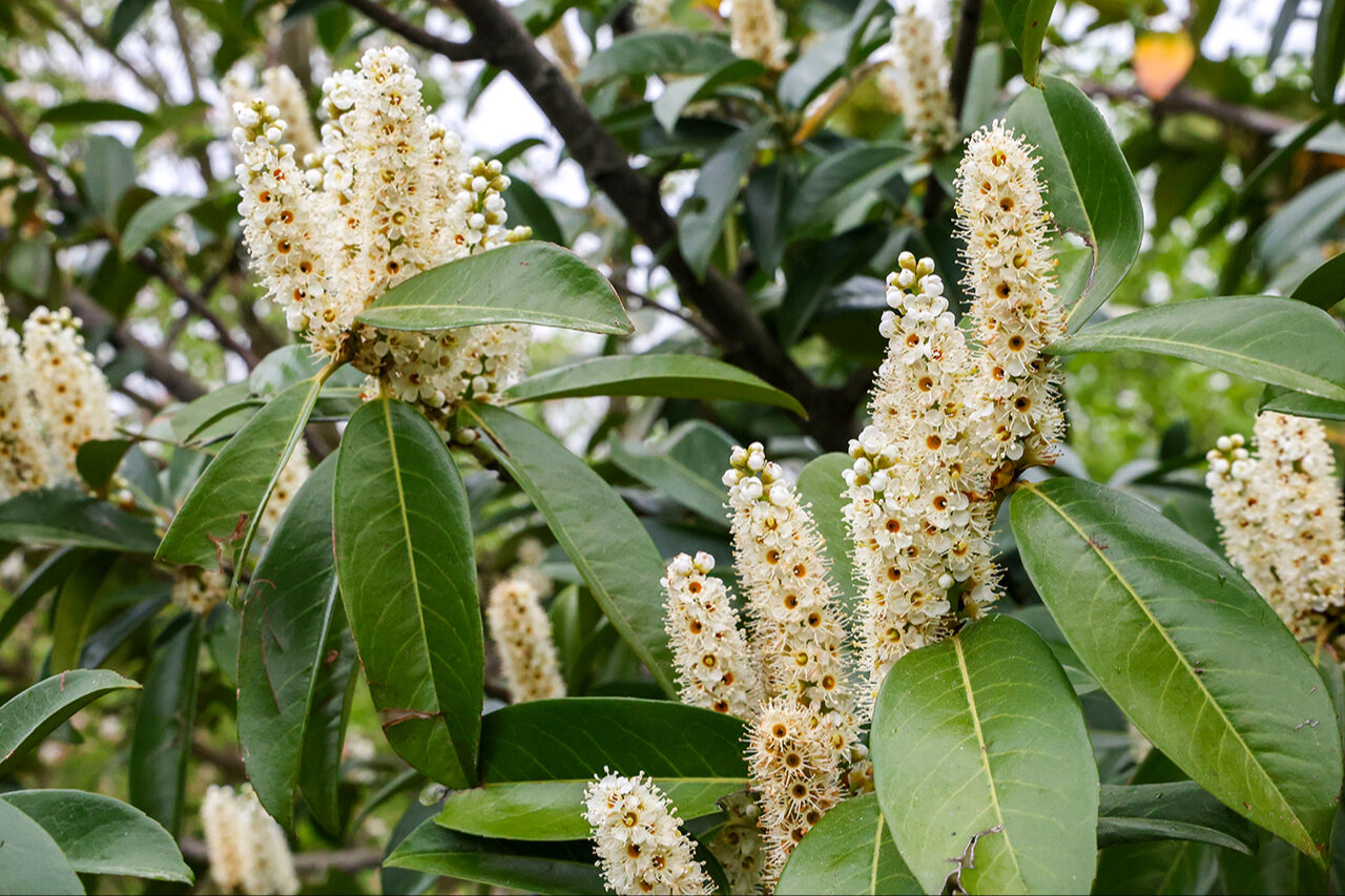 Mor çiçeklerin dağı hayran bıraktı! El değmemiş güzellikleriyle Sakarya Çam Dağı ilkbahar renklerine büründü Mor çiçeklerin dağı hayran bıraktı! El değmemiş güzellikleriyle Sakarya Çam Dağı ilkbahar renklerine büründü - 2. Resim