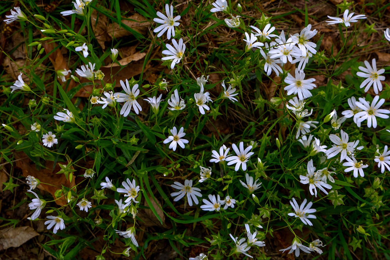 Mor çiçeklerin dağı hayran bıraktı! El değmemiş güzellikleriyle Sakarya Çam Dağı ilkbahar renklerine büründü Mor çiçeklerin dağı hayran bıraktı! El değmemiş güzellikleriyle Sakarya Çam Dağı ilkbahar renklerine büründü - 7. Resim