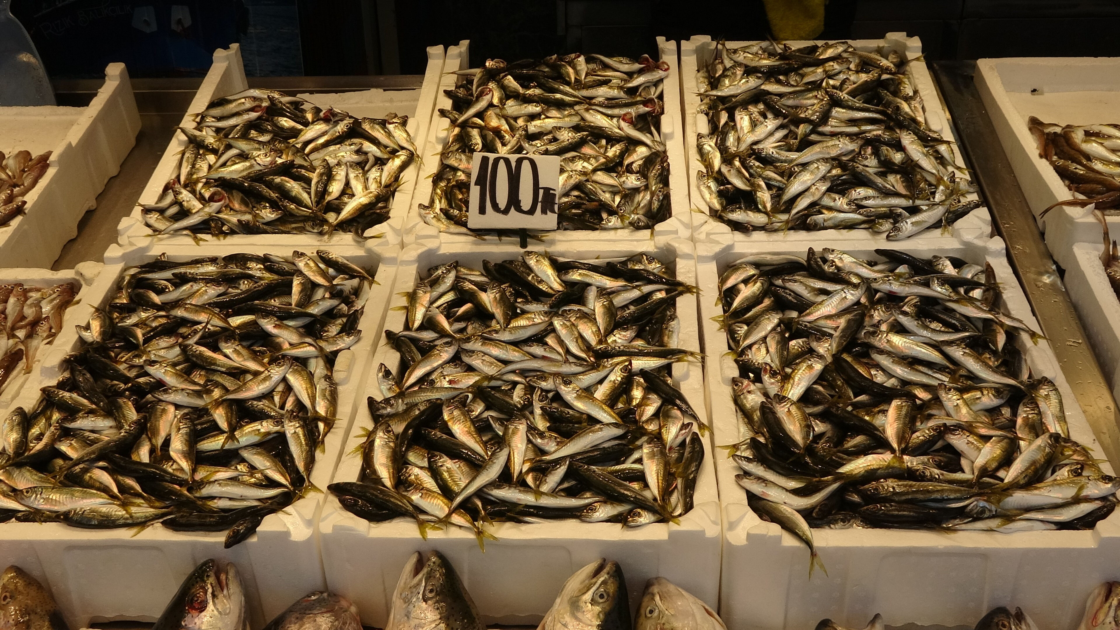 Tezgahların en bol ve en ucuz balıkları! Fiyat 100-150 lira arasında değişiyor Tezgahların en bol ve en ucuz balıkları! Fiyat 100-150 lira arasında değişiyor - 3. Resim