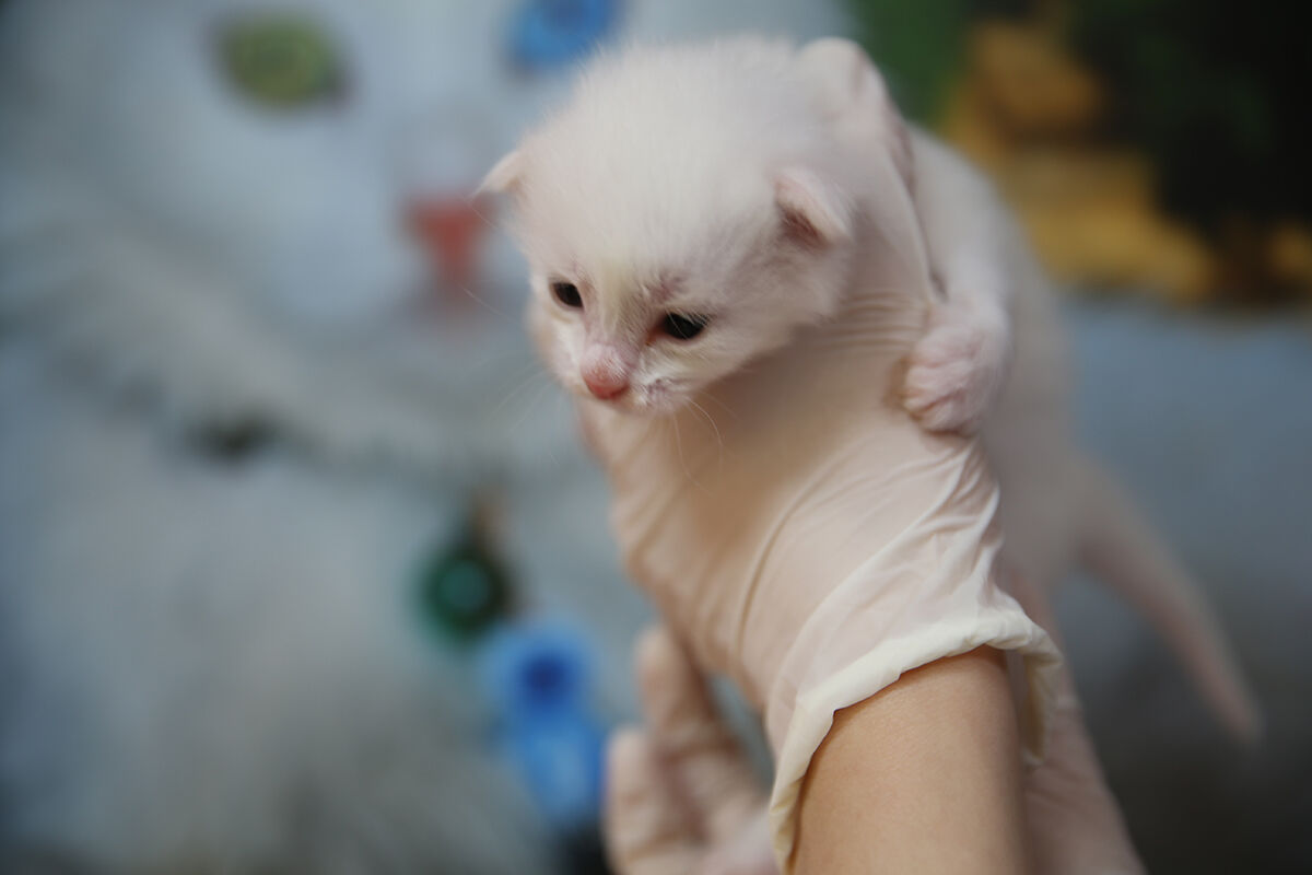 Yılın ilk Van kedileri doğum yaptı! Yavru Van kedisi, görenlerin içini ısıttı - 7. Resim