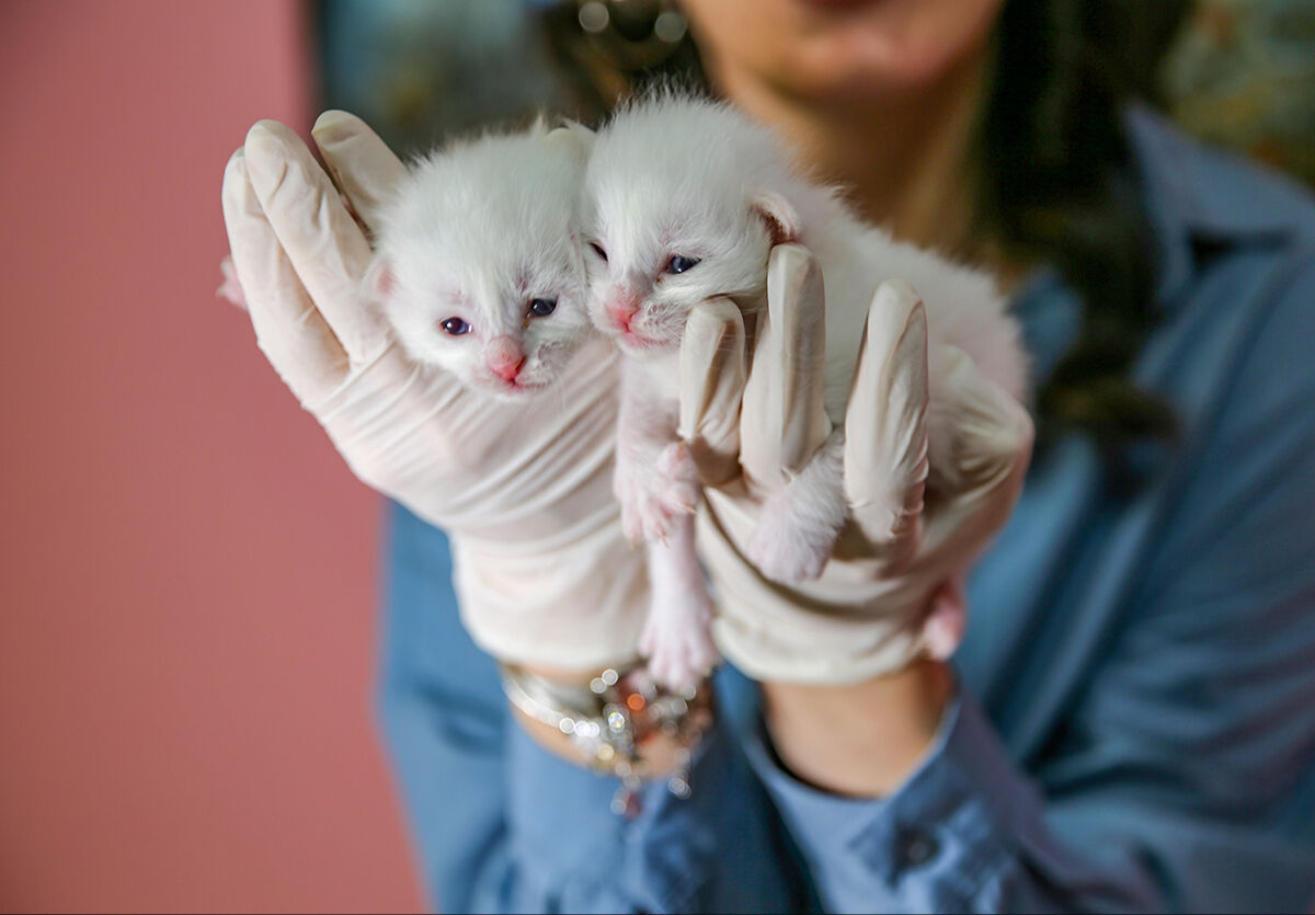 Yılın ilk Van kedileri doğum yaptı! Yavru Van kedisi, görenlerin içini ısıttı - 6. Resim