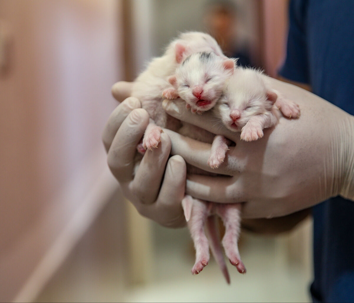 Yılın ilk Van kedileri doğum yaptı! Yavru Van kedisi, görenlerin içini ısıttı - 3. Resim