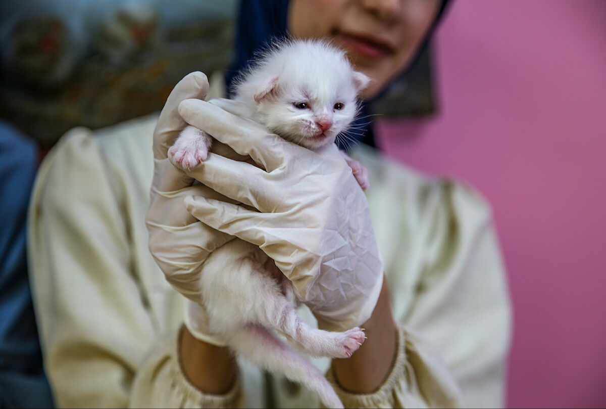 Yılın ilk Van kedileri doğum yaptı! Yavru Van kedisi, görenlerin içini ısıttı - 5. Resim